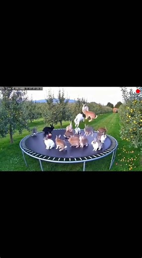 Rabbit Party on the trampoline #cute #rabbit #funny #jump #bunny