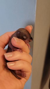 1K views · 4.6K reactions | New baby alert!! This 2 week old red...