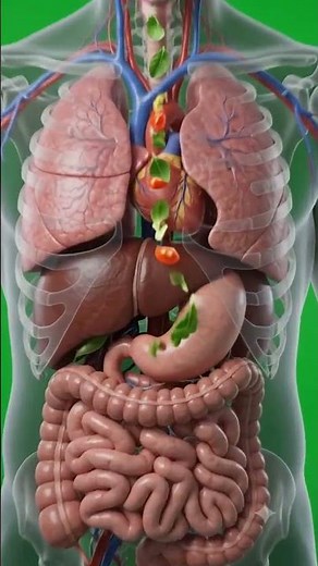Your Body After Eating Fresh Salad 🥗 (3D Medical Animation)
