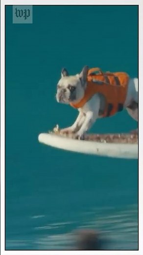 Meet Dale, the surfing French bulldog in ‘Lilo & Stitch’