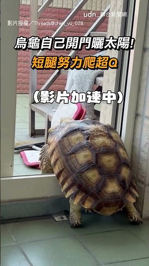 【熟門熟路】烏龜自己開門曬太陽！ 短腿努力爬超Q😍｜烏龜｜可愛