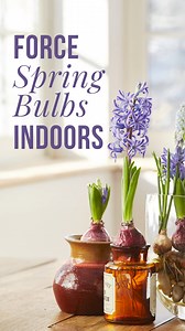 Ready for a little indoor color this winter?❄️🌷 Forcing flower bulbs indoors is a great way to enjoy blooms during these cold months. Jenny shares 3 easy methods here! It all starts with choosing the right type of bulb. Early-flowering spring types are easier to force, or to make bloom indoors sooner than they would outdoors. Flower bulbs that are easy to force: • Grape hyacinths • Daffodils • Hyacinths • Paperwhites • Tulips Visit our website to learn more helpful tips for forcing flower bulbs