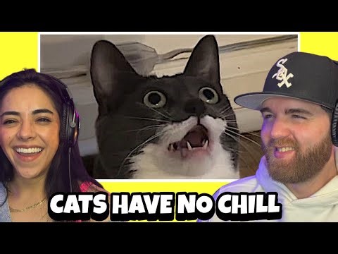 Default cat settings | HAD KAREN FREAKING OUT | First Time Reaction