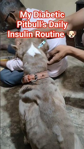 How to care diabetic dog #petcareprovider #pets #dog #dogbreed
