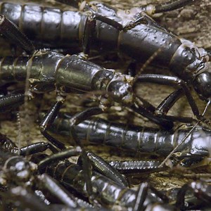 500 eggs! Once thought to be extinct, the Lord Howe Island stick insect, or "tree lobster," is on the road to recovery. Details: http://bit.ly/2fhVGvo | San Diego Zoo