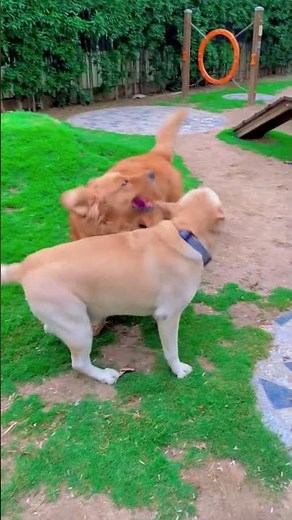“Labrador & Golden Retriever Having Crazy Fun in the Park 🐶🌳 | Best Dog Friends”