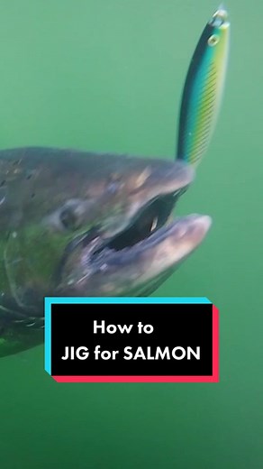 How to Jig for Salmon. Complete Guide for Beginners! #fishing #fishingtiktoks #howtofish #howtofish101 #fishingtips #salmonfishing #jigging #jiggingfishing #jiggingrods #fishingbc #vancouver #vancouverisland #vancouverbc #parksville #tofino #salmon #chinooksalmon #kingsalmon #kingsalmonfishing #jigfishing #jiggingforlife #jiggingmaster #oceanfishing #howtocooksalmon #salmontiktok #reelwestcoast #gibbsfishing #britishcolumbia #bcfishing #nanaimo #bamfield #bigfish #monsterfish #catchmorefish