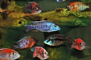 40 Types of Cichlids for Your Aquarium (With Info & Pictures) | The Vet Desk