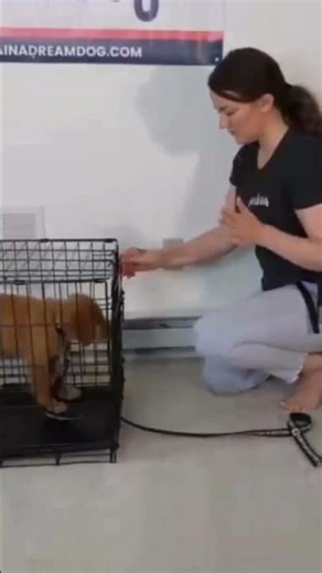 Puppy Crate Training Practice Tips
