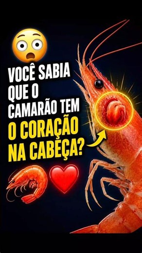 🦐 O Camarão Tem o Coração na Cabeça? 😳 Isso É Real!