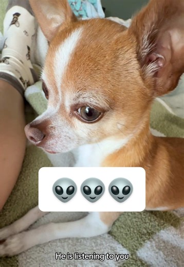 chihuahuas have their own special language #alien #chihuahua #fyp | chihuahuas