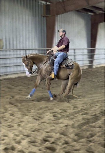 Transforming Performance Horses: A Year in Progress