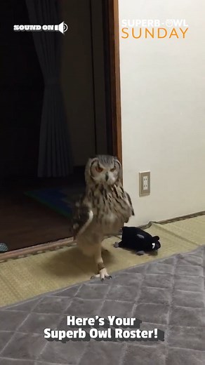 Our Superb Owl kicker can really fly! 🦉🏈 | The Pet Collective