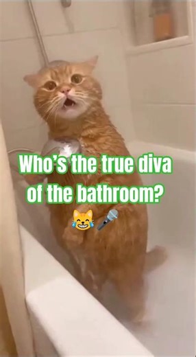 Opera Singing Cat Takes the Shower by Storm! 😹🎤🚿 #Shorts
