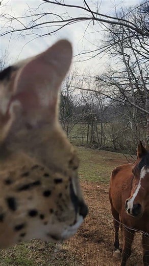 Pouncer sees his STAR!