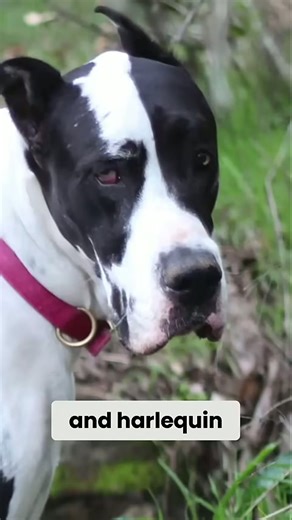 Great Dane colors beyond AKC standards