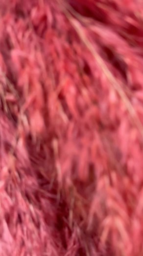 𝗔𝗵𝗮𝗱 𝗦𝘂𝗹𝘁𝗮𝗻👑 | Pta Laga Tenu Shok Phula Da 🌹♥️ Phula Da Raja Gulab hi Ay🌹🌹🌹🌹💯 #viralreels #punjabisong#kakasong#kakafans#instagram #explorepage #india... | Instagram