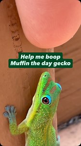 50K views · 7.3K reactions | Help me boop Muffin the day gecko #gecko #lizard #reptile #cuteanimals #funnyanimals #funnyreels | geckgoals | Facebook