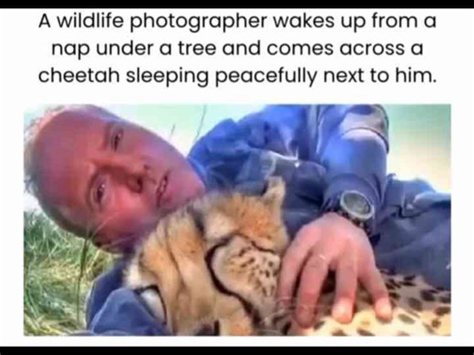 Wildlife Photographer Wakes Up To A Cheetah Cuddling Him