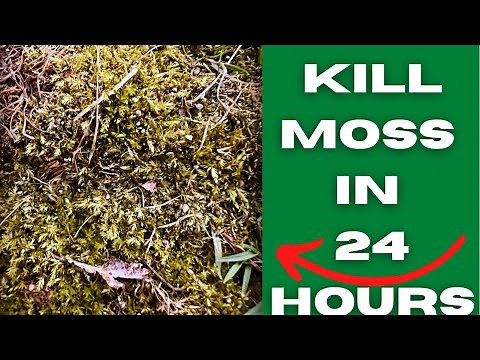 The BEST method to kill moss 😳