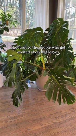 There’s something about a huge new leaf that never gets old. 🌿 Consistent lighting makes such a big difference. My Barrina T1S runs on the same schedule every day, which means my plants never miss light. And that’s when things start getting big. It gives them steady, full spectrum light every single day without taking over the room. It adjusts from 5 to 5.6 feet so it literally grows with your plants, has a built in timer so I don’t have to think about it, and the glow is bright for them but st