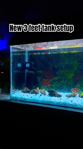 My new 3 feet tank setup#aquariumfishmarket #aquariumfishmarket #fishaquarium #yt #fish #aquascape