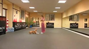 I loved this dog and you? :) | Amazing Things