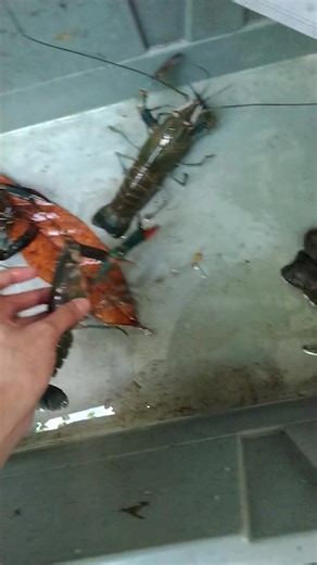 #crayfishbreeder #mistercray #crayfishbreeder #crayfishbreeder #crayfishfarming #crayfish | Mister Cray