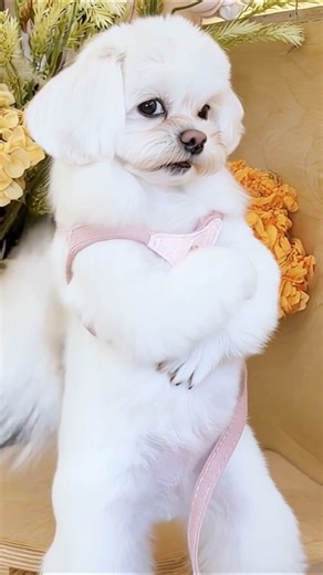 How cute is an angry dog's dance? #streetdance