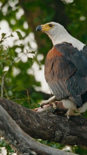 The African Fish Eagle (Icthyophaga vocifer) The African Fish Eagle (Icthyophaga vocifer) is one of Africa’s most powerful and iconic raptors, often called the “Voice of Africa” for its loud, echoing cry that resonates across lakes and rivers. With its striking white head, chestnut body, and black wings, it commands both the sky and the water below. Found near freshwater lakes, rivers, and coasts across sub-Saharan Africa, this majestic bird is a skilled hunter, swooping down with razor-sharp ta
