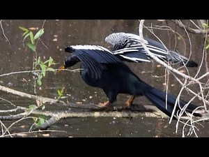 All Things Anhinga Mating, Breeding, Hatching, Fledging Training, & Maturity.