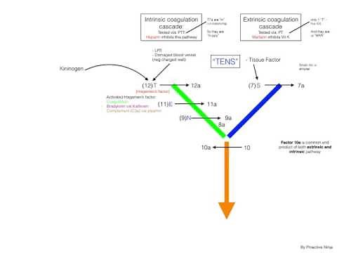 Coagulation & Fibrinolytic Pathway in 5 minutes - Simple and Easy