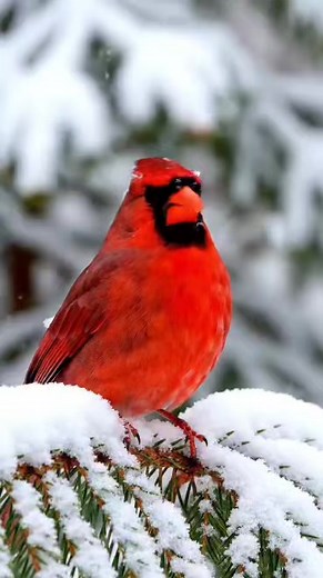 How Cardinals Survive the Winter�� #CardinalBird #RedCardinal #CardinalLove #CardinalVibes #CardinalBeauty #CardinalMoment #CardinalSpirit | Cardinal Lovers Usa