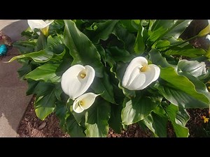 Calla lily care with all updates