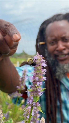 This beauty’s called Anise Hyssop and it’s like a five star buffet for pollinators! 🐝 Farmer Franks never seen so many insects and buzzing life drawn to a single plant. It’s fragrant, edible and a total magnet for natures hardest workers. #pollinatorgarden #pollinators #herbgarden #farmerfrank #savethebees #Missouri | Baker Creek Heirloom Seed Company