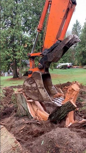 EXCAVATOR REMOVING TREE STUMPS THE EASY WAY!!