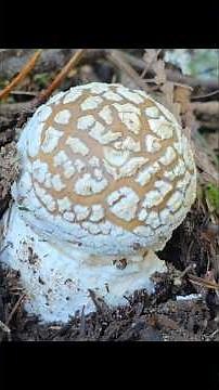 This mushroom is the Western Panther Cap. #amanita