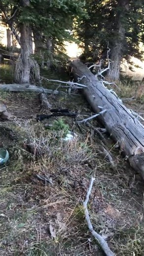 ELK CAMP PACK OUT 🏕️🥩🇺🇸 #elk #mountains #hunting #snow #deer