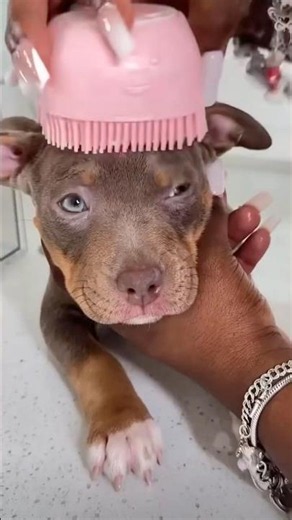Puppy Has INSANE Bath Routine 🤯🐕 #dog #petgrooming
