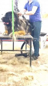 98K views · 830 reactions | This morning we spent in SPA salon for making better hairrcut ☺️ Our Best hair maker - Olga Dovane ❤️ Models today - Mak & Erden❤️ | Maija Kalnberza | Facebook