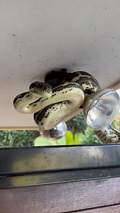 82K views · 2.1K reactions | Australia’s number one security system…. The Coastal Carpet Python 藍 This python didn’t make it easy Snake relocations $90 +GST - 24/7 - 365 ☎️ 0447711360 #carpetpython #snakecatcher #australianwildlife | Snake Catcher Dan | Facebook