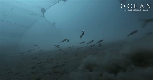 First-Ever Footage Reveals the Impact of Bottom Trawling on the Ocean Floor