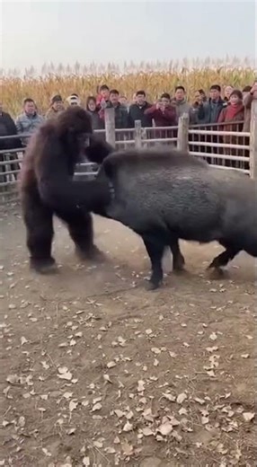 Bigfoot Village Arena Battles 👣🏞️ | Buffalo & Boar Clash