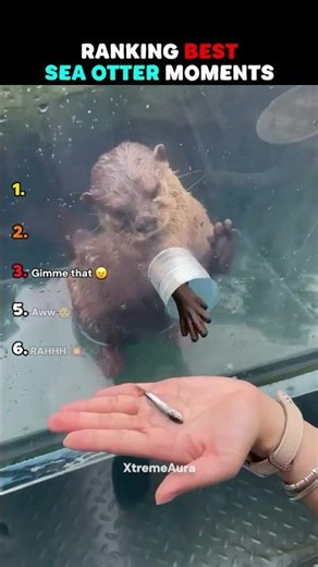 Ranking Best Sea Otters Moments #shorts #viral #usa #funny #animalranking