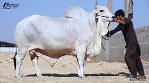 45 reactions | ABUBAKAR CATTLE FARM PROUDLY PRESENTS ITS FIRST VIDEO...