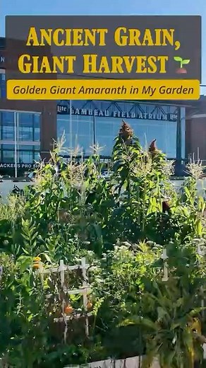 Ancient Grain, Giant Harvest 🌱 Golden Giant Amaranth