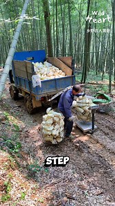 How Farmers Collect Bamboo Shoots #BambooHarvesting #BambooShoots #MountainLife | Wild Heart