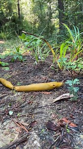 Posting this again because of issues with the audio. Let’s see if it does better the 2nd time around. Happy #WildLifeWednesday hope you enjoy this compilation of slugs going the distance. These are #BananaSlugs #Ariolimax species, found along the west coast of North America..Contained within slug slime is a potent cocktail of water loving (hygroscopic) proteins than absorb water creating a gel, upon which the slugs glide effortlessly. These proteins also serve as a potent defense against would b