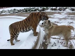 This Tiger And Dog Are Best Friends
