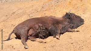 Bison, yak in a zoo and landscape park on a summer day